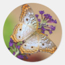 Buscar mariposa de pavo real pegatinas Naturaleza
