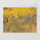 Buscar árbol de álamo postales Otoño