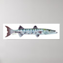 Buscar barracuda Pesca