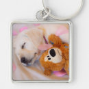 Buscar cachorro llaveros Lindo