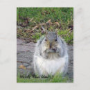 Buscar oeste postales Animales