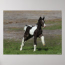Buscar caballo gitano posters Corriendo