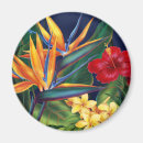 Buscar plumeria imanes Hawaii