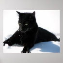 Buscar de gatos posters Nieve