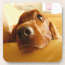 Buscar sofá posavasos Dentro