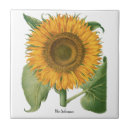 Buscar girasoles azulejos Naturaleza