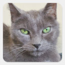 Buscar gatos grises pegatinas Adorable