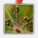 Buscar diente de león adornos Cierre