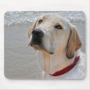 Buscar labrador retriever alfombrillas de raton Perro