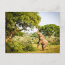 Buscar africanas postales Africano