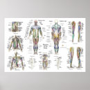Buscar anatomía posterior posters Médico