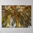 Buscar árbol de sombra posters Verde