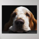 Buscar nariz de perro posters Horizontal