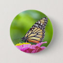 Buscar mariposas de monarca chapas Insecto