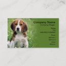 Buscar beagle tarjetas de visita Animales