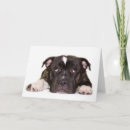 Buscar terrier de staffordshire tarjetas Perro