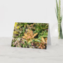 Buscar planta suculenta tarjetas Verde