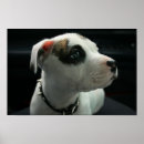 Buscar hoyo posters Pitbull
