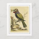 Buscar vintage bird postales Amante de las aves