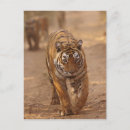 Buscar tigre de bengala real postales Indio