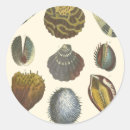 Buscar clavija pegatinas Concha