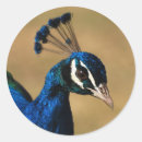 Buscar pavos pegatinas Elegante