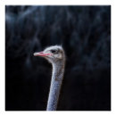 Buscar avestruz posters Animal
