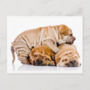 Buscar shar pei postales Lindo