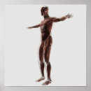 Buscar brazo humano posters Biología