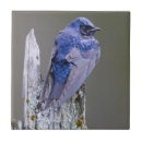 Buscar martina azulejos Danita delimont