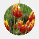 Buscar tulipanes de la primavera adornos Flor