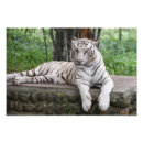Buscar tigre de bengala blanco posters Fauna