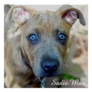Buscar perrito posters Pitbulls