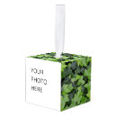 Buscar hiedra adornos Naturaleza