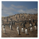 Buscar occidental azulejos Fauna