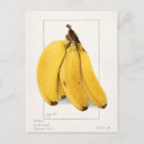 Buscar plátanos postales 8 º fruta