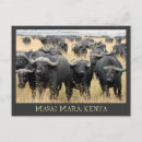 Buscar búfalo africano postales África