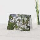 Buscar dogwood tarjetas Jardín