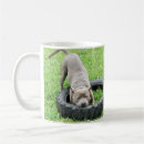 Buscar bull terrier lindo tazas botellas Animal