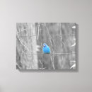 Buscar pájaro azul lienzos General y unisex