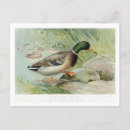 Buscar mallard duck postales Pato