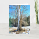 Buscar árbol de cedro tarjetas Nieve