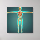 Buscar cuerpo humano lienzos Fisiología
