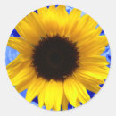 Buscar girasol azul pegatinas Primavera