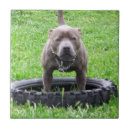Buscar para hombre azulejos Perro