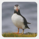 Buscar puffin pegatinas Féretro