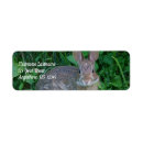 Buscar rabbit etiquetas Conejito