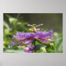 Buscar fauna de la florida posters Naturaleza