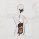 Buscar sistema digestivo postales Intestino delgado