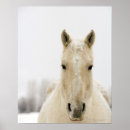 Buscar cabeza de caballo posters Naturaleza